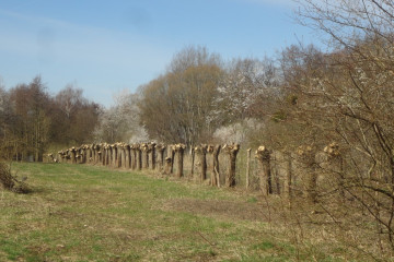 Kotitz_3